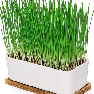 Pfotenolymp Premium Cat Feed Bowl -...